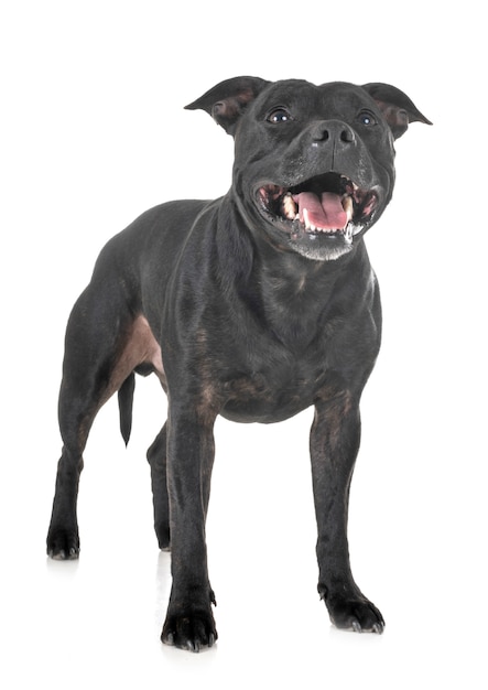 Staffordshire Bull Terrier