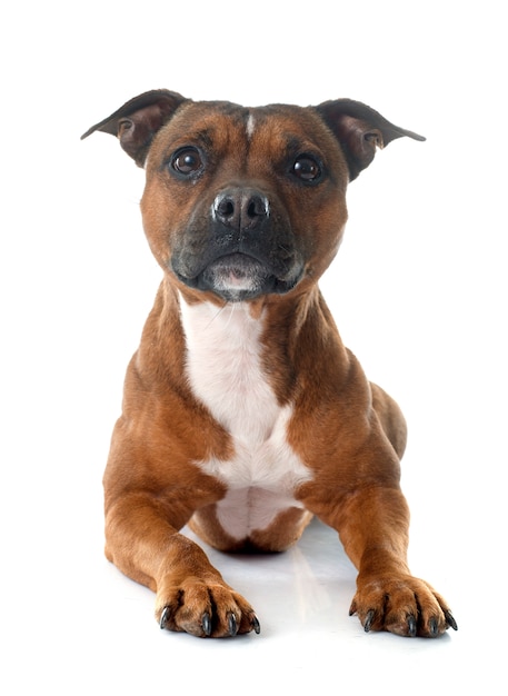 Staffordshire Bull Terrier