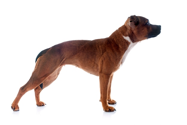 Staffordshire Bull Terrier