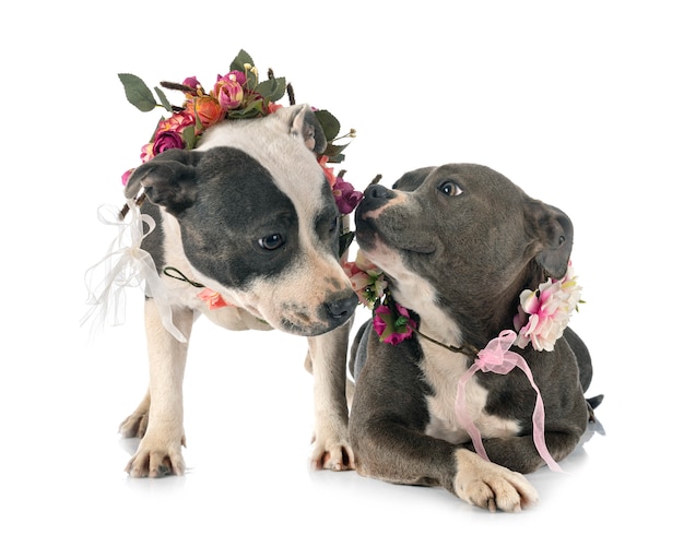 Staffordshire bull terriers