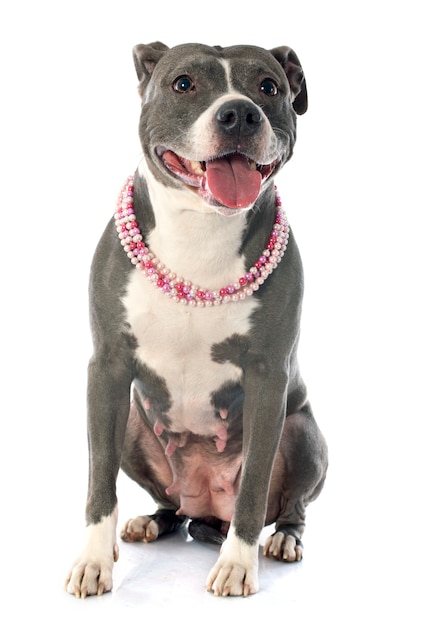 staffordshire terrier américain