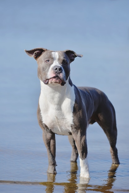 Un Staffordshire terrier bleu pour une promenade en été près du lac. Stafford se baigne dans le lac.