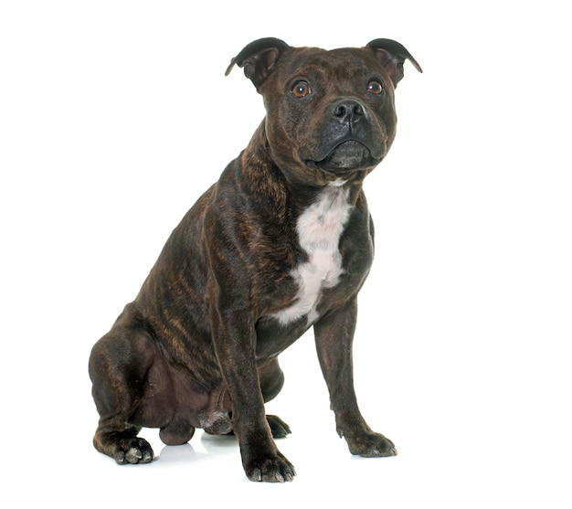 stafforshire bull terrier