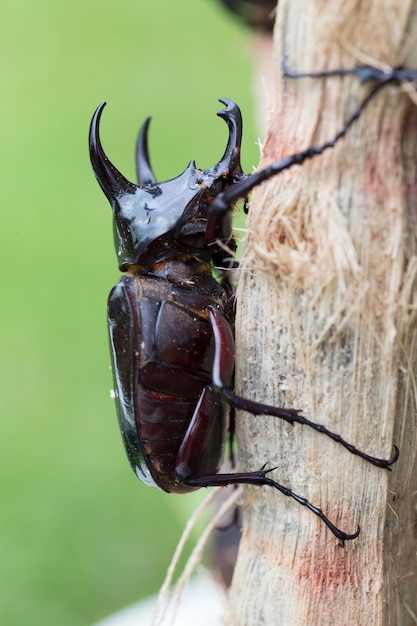 Stag beetle sur l'arbre.