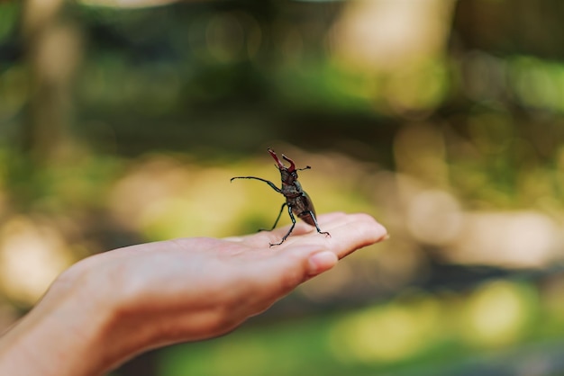 Stag Beetle Lucanus cervus Coléoptères de combat