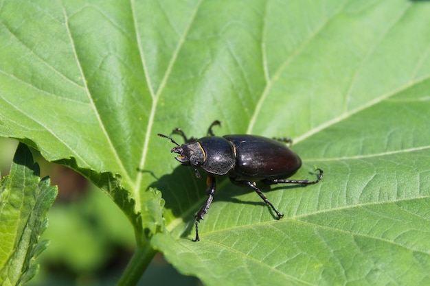 Stag-decolyte femelle sur feuille