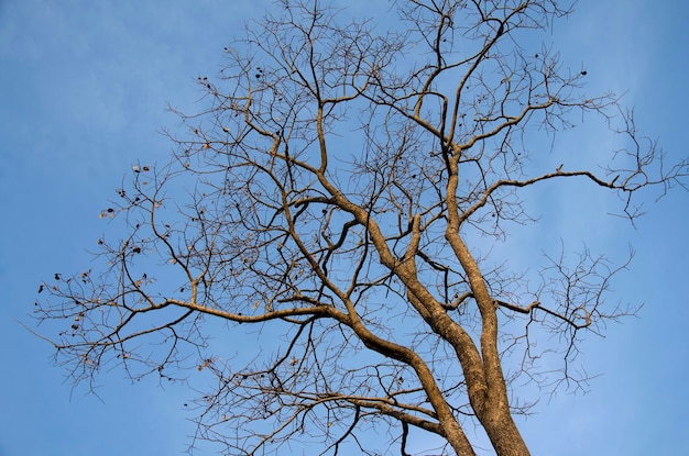 Stand d'arbres secs morts au sommet de la montagne Phu Pa Po ou Fuji City Loei avec fond de ciel