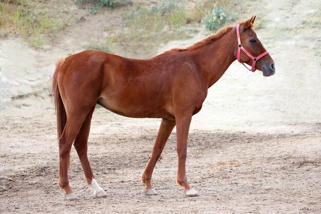 Stand de chevaux de course pur-sang rouge