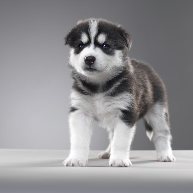 Stand de chiot Husky dans un mur gris.