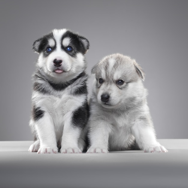 Stand de chiot Husky dans un mur gris.