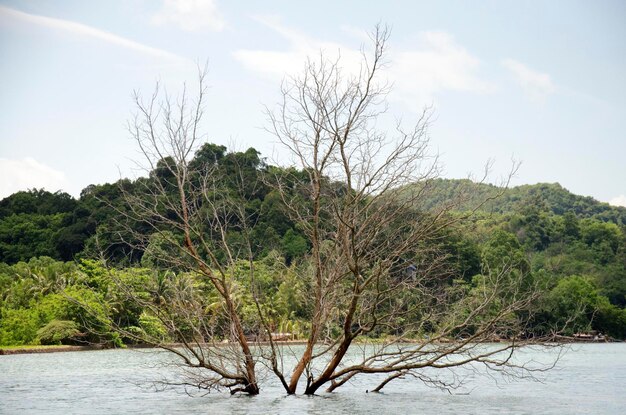 Stand de la mort de l'arbre dans la mer à Ko Yao Noi à Phang Nga Thaïlande