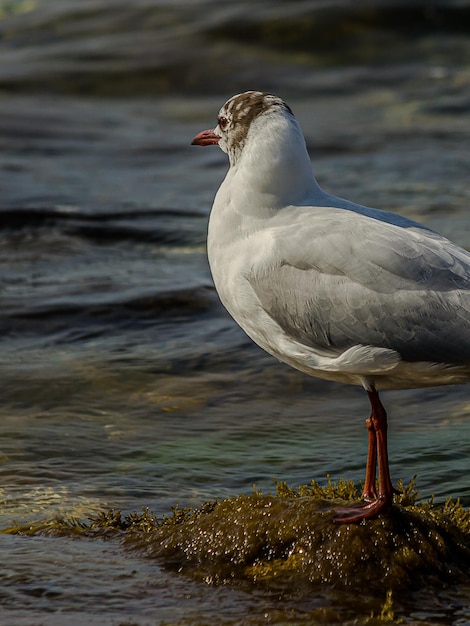 Stand de mouette sur un rocher près de l'océan surf dans l'eau