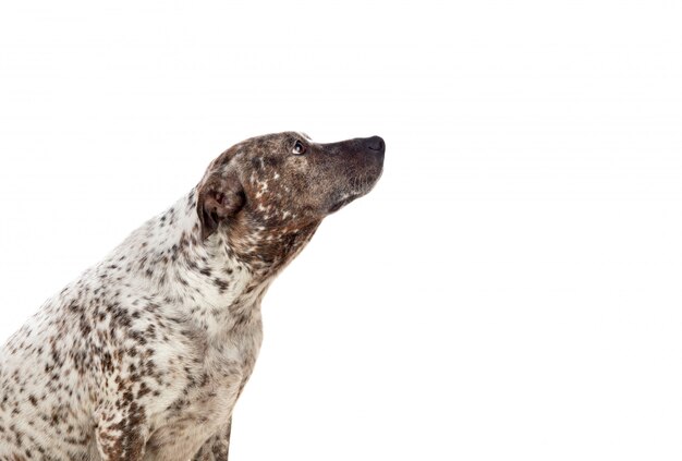 Stanford bull terrier posant