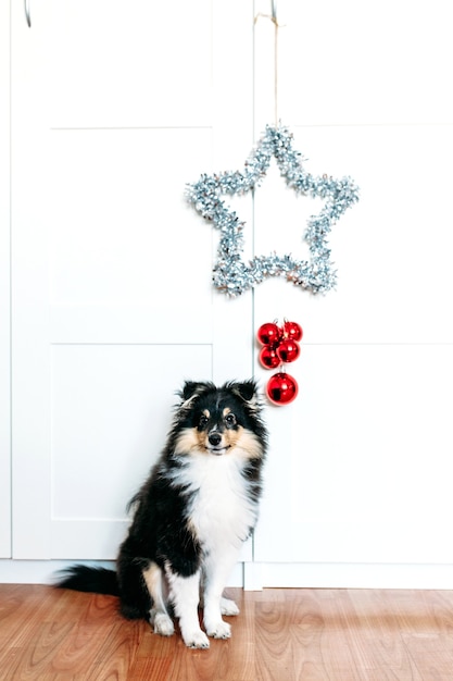 Star et boules rouge décoration pour la maison enracinement pour le nouvel an et Noël, fond, brillant, chiot assis