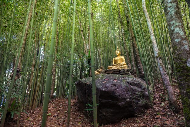 Statue de Bouddha dans la forêt de bambous