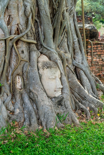 Statue de tête de Bouddha emprisonnée dans les racines de l'arbre Bodhi au Wat Mahathat