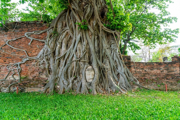 Statue de tête de Bouddha emprisonnée dans les racines de l'arbre Bodhi au Wat Mahathat