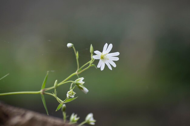 Stellaria holostea