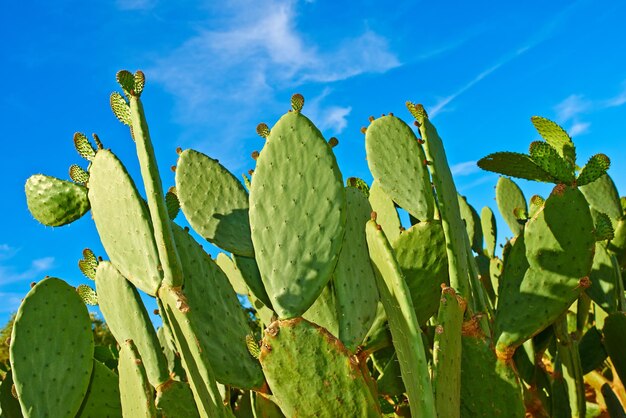 Stenocereus griseus Une image gros plan de cactus épineux