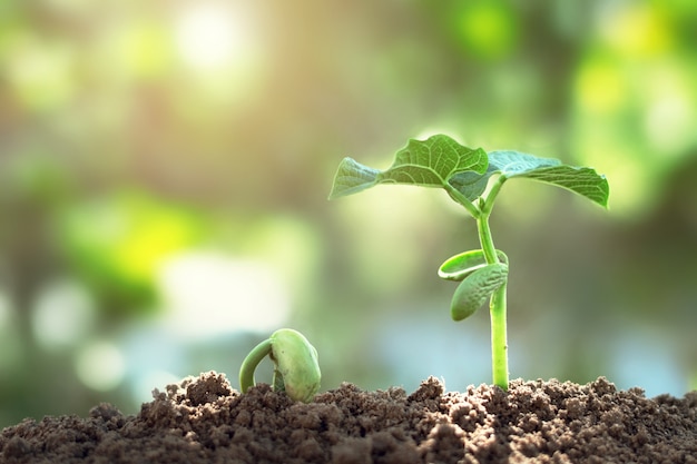 Step planter des plantes avec la lumière du soleil