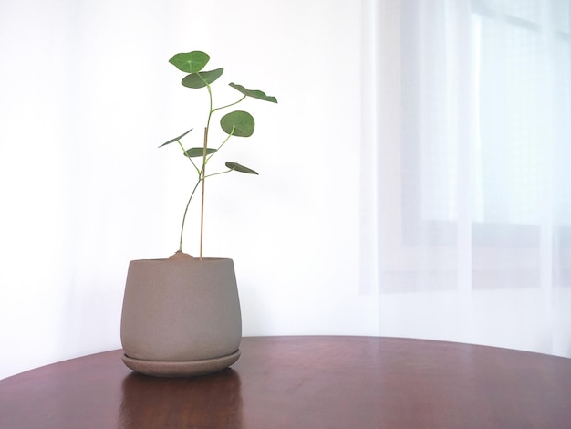 Stephania erecta en pot sur table en bois au salon