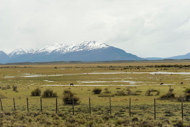 Steppe humide à El Calafate - Patagonie.