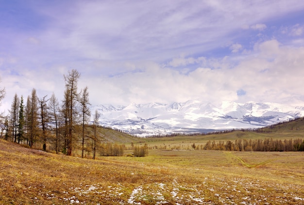 Steppe de Kurai au printemps Restes de neige parmi les montagnes enneigées d'herbe sèche