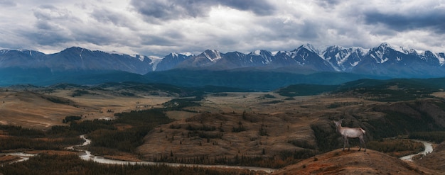 Steppe Kurai et crête nord-Chui