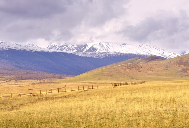 Steppe Kurai dans les collines des montagnes de l'Altaï au printemps sur fond de montagnes