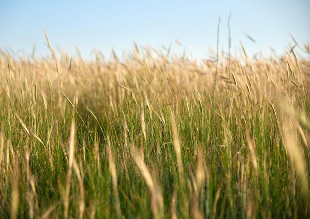 Photo steppe sauvage un jour d'été ukraine région de kherson