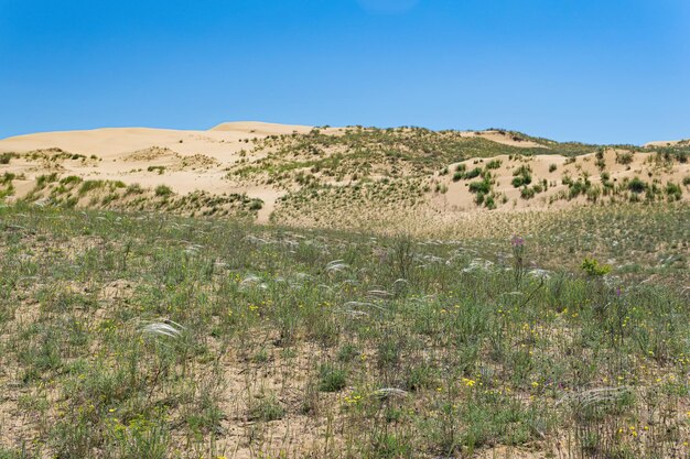 Steppe sèche printanière avec herbe à plumes fleurie à proximité de la dune de sable Sarykum Daguestan