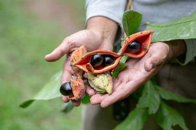 Sterculia monosperma, châtaignier thaïlandais, châtaignier rouge sur arbre