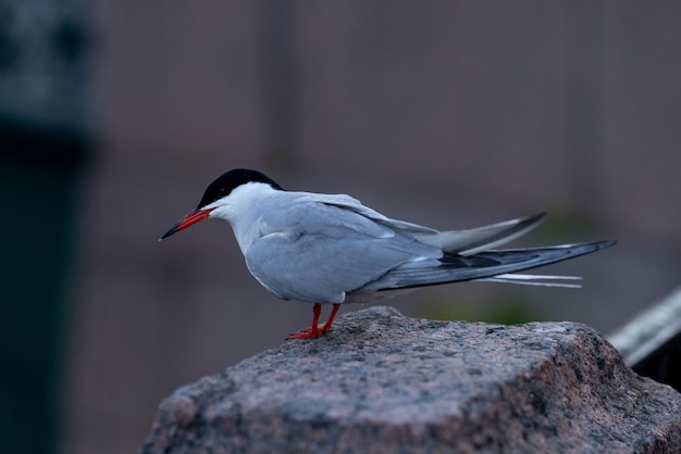 Sterne arctique dans la ville du nord