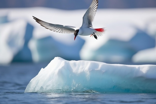 Sterne arctique plongeant vers un iceberg Un moment époustouflant avec la faune