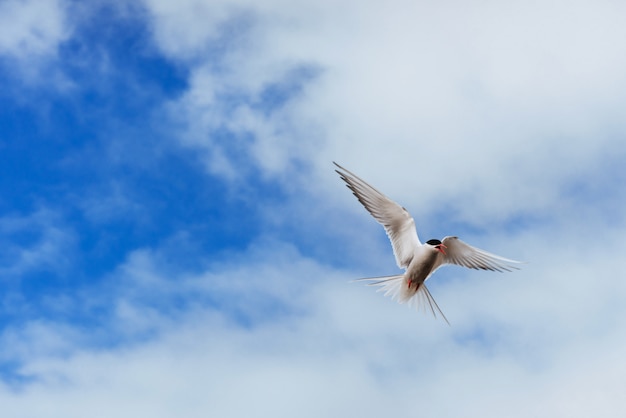 Sterne arctique volant