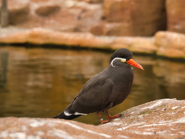 La sterne inka est un oiseau de mer au plumage gris et au bec rouge avec une plume de tête sage