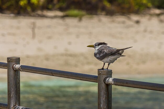 La sterne ou le martinet s'asseoir sur la balustrade avec la mer derrière