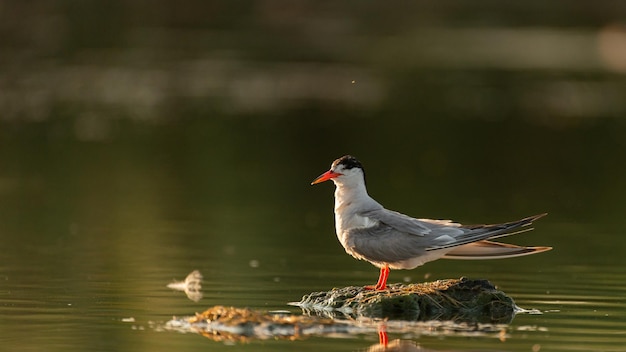 Sterne pierregarin dans son habitat naturel sterna hirundo.