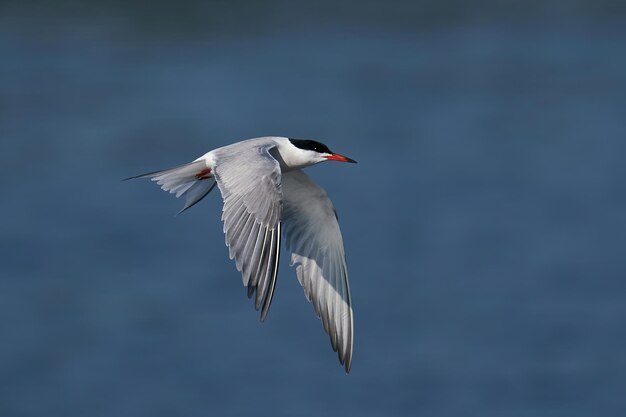 Sterne pierregarin sterna hirundo