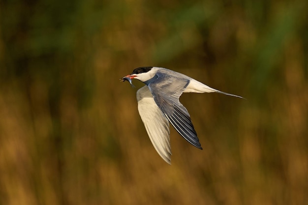 Sterne pierregarin sterna hirundo