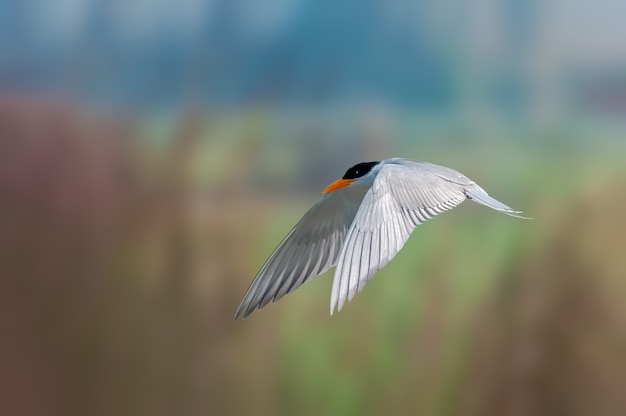 Une sterne de rivière volant contre lisse