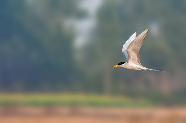 Une sterne de rivière volant vert agianst