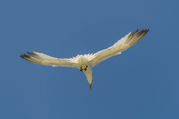 Sterne royale Oiseau de mer volant Mouette dans le ciel