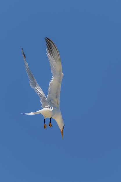 Sterne royale Oiseau de mer volant Mouette dans le ciel