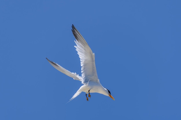 Sterne royale Oiseau de mer volant Mouette dans le ciel