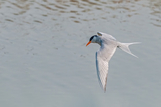 Une sterne se prépare pour une plongée dans la rivière