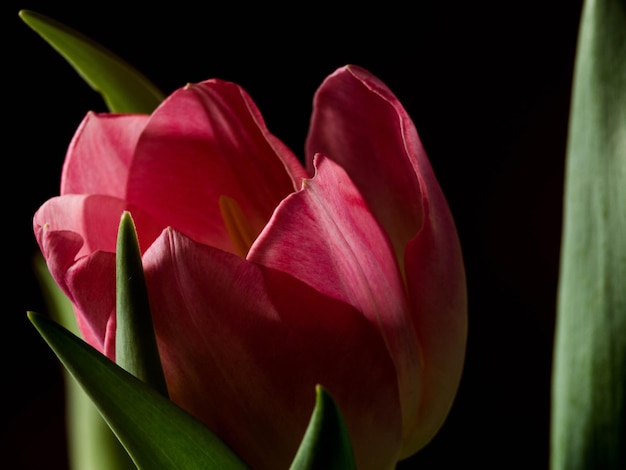 Still Life Tulip isolé sur fond noir