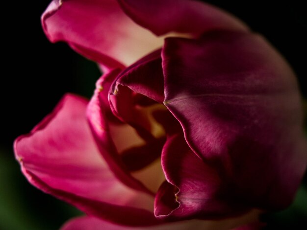 Still Life Tulip isolé sur fond noir