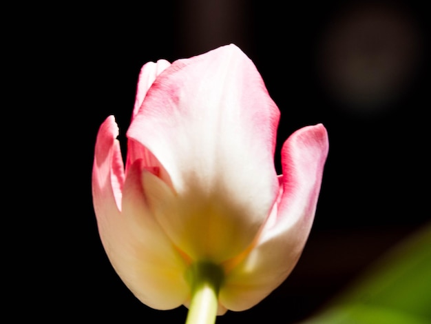 Still Life Tulip isolé sur fond noir