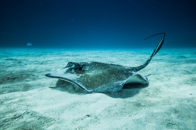 Stingray commun sur le sol de l'océan